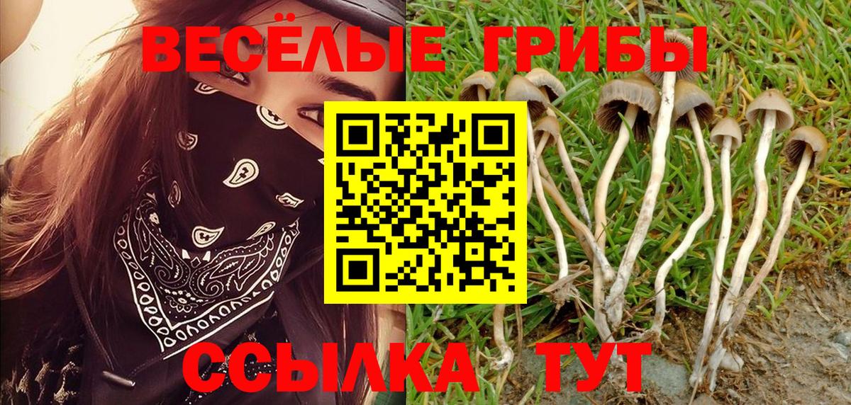 Псилоцибиновые грибы Psilocybine cubensis Брянск